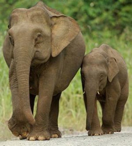 asian-elephant-photo