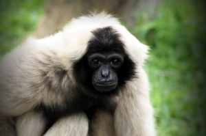 pileated-gibbon